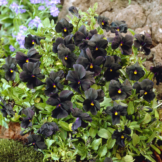 Viooltje Molly Sanderson - Bakker