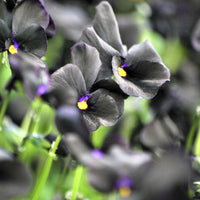 Viola cornuta Molly Sanderson - Viooltje Molly Sanderson (x3) - Vaste planten