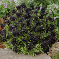 Viooltje Molly Sanderson (x3) - Viola cornuta Molly Sanderson - Bakker