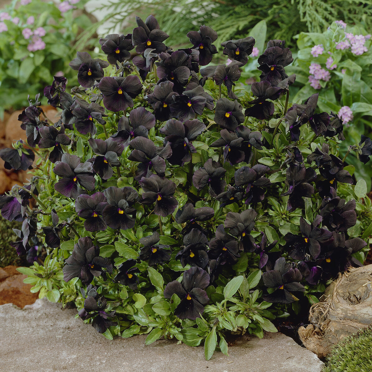Viooltje Molly Sanderson - Viola cornuta Molly Sanderson - Bakker