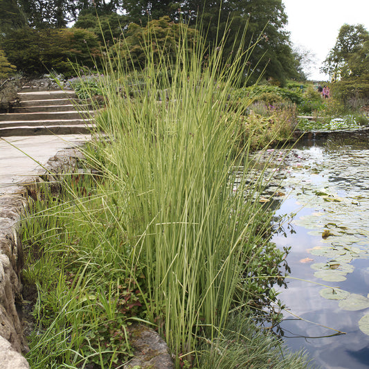 Gestreepte mattenbies Albescens - Bakker