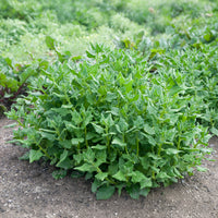 Nieuw-Zeelandse spinazie - Tetragonia tetragonioides - Bakker