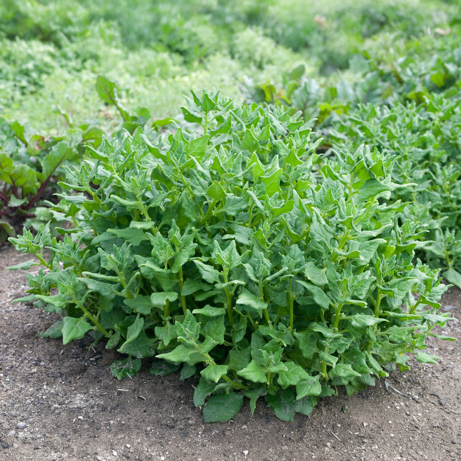 Nieuw-Zeelandse spinazie - Tetragonia tetragonioides - Bakker