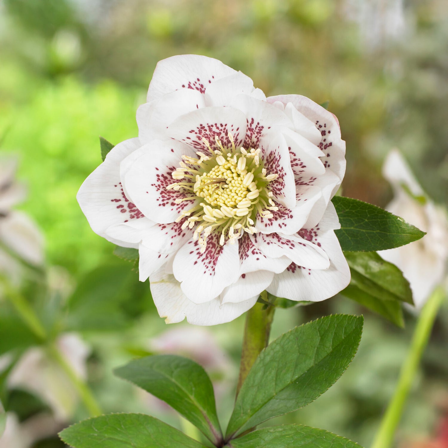 Nieskruid - dubbel wit gevlekt (x2) - Bakker