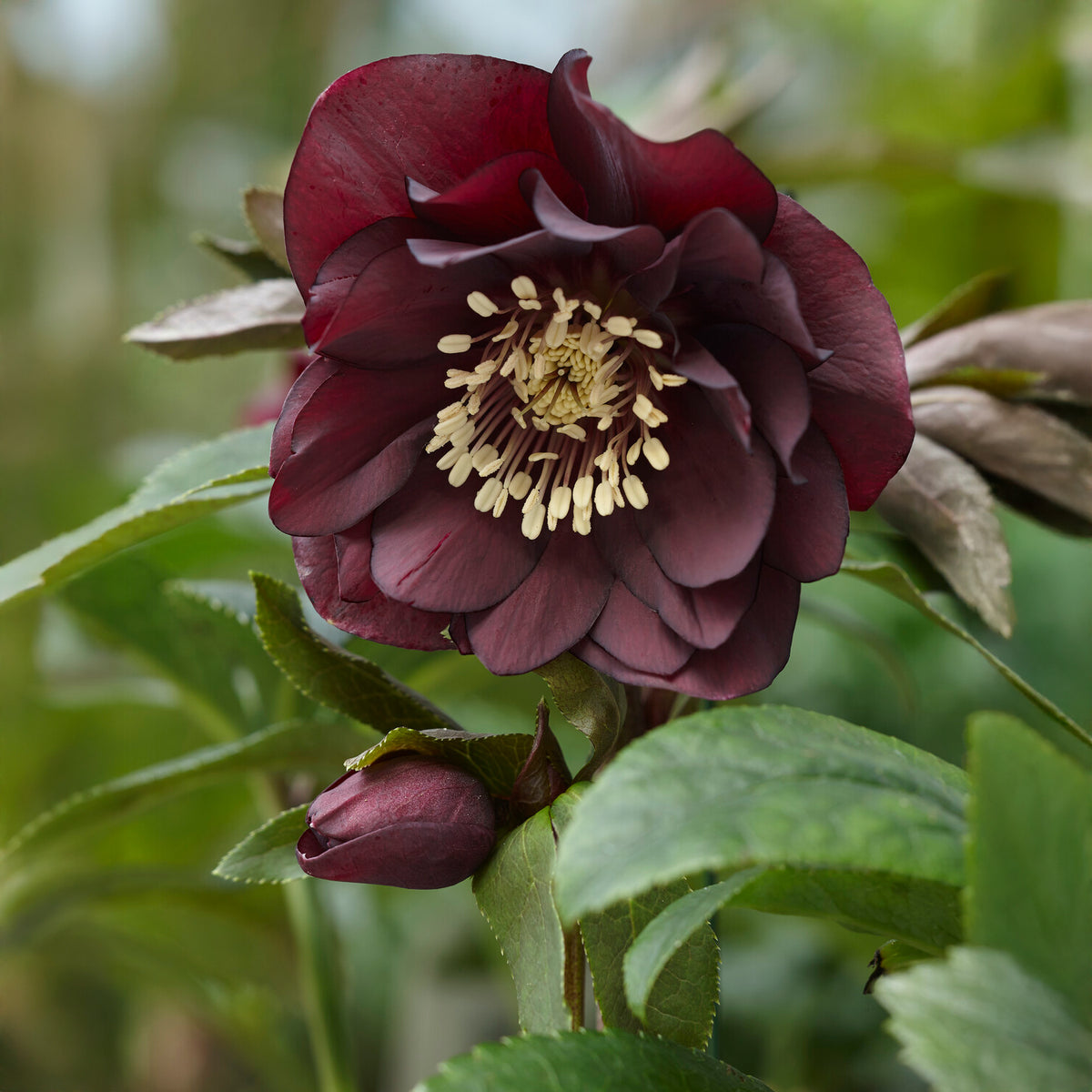 Kerstroos Dubbbel Ellen Violet (x2) - Bakker