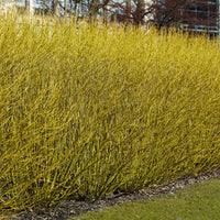Canadese kornoelje - Cornus sericea flaviramea - Bakker