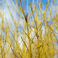 Canadese kornoelje - Cornus sericea flaviramea - Heesters