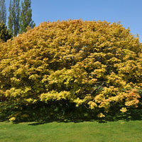 Bonte Bol Esdoorn - Acer pseudoplatanus 'brilliantissimum' - Bakker