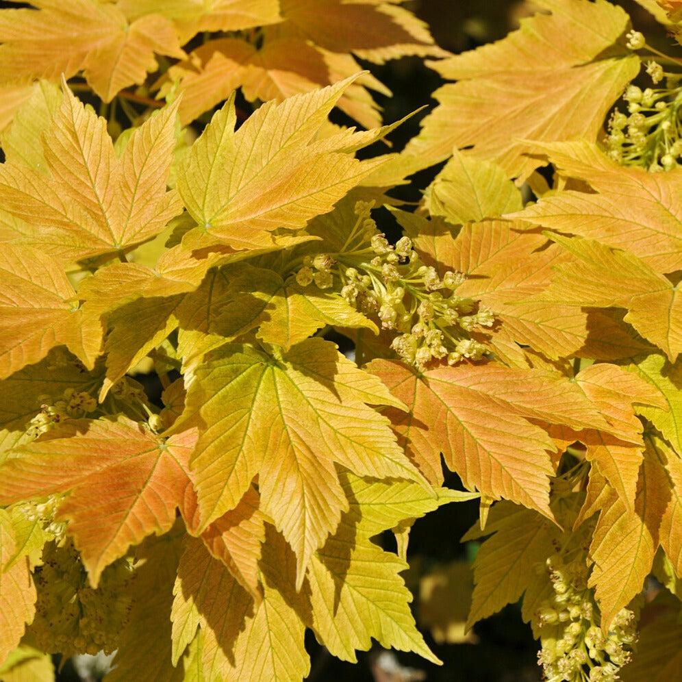 Bonte Bol Esdoorn - Acer pseudoplatanus 'brilliantissimum' - Tuinplanten