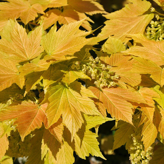 Bonte Bol Esdoorn - Acer pseudoplatanus 'brilliantissimum' - Tuinplanten