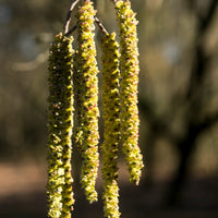 Alnus cordata - Hartbaldige Els - Els