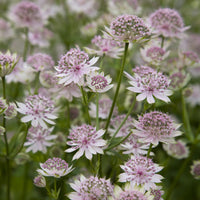 Astrantia major Buckland - Zeeuwsknoopje 'Buckland' - Bloeiende vaste planten