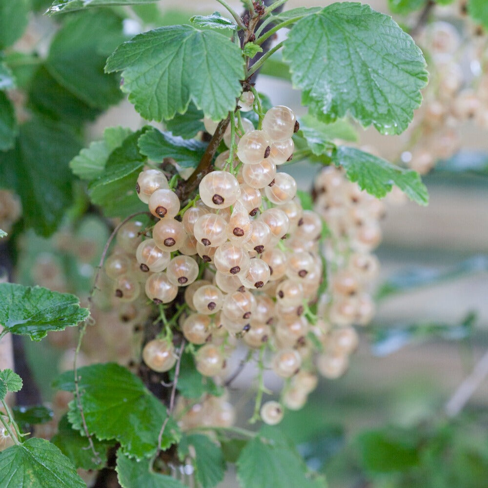 Witte aalbes 'Witte Hollander' - Bakker