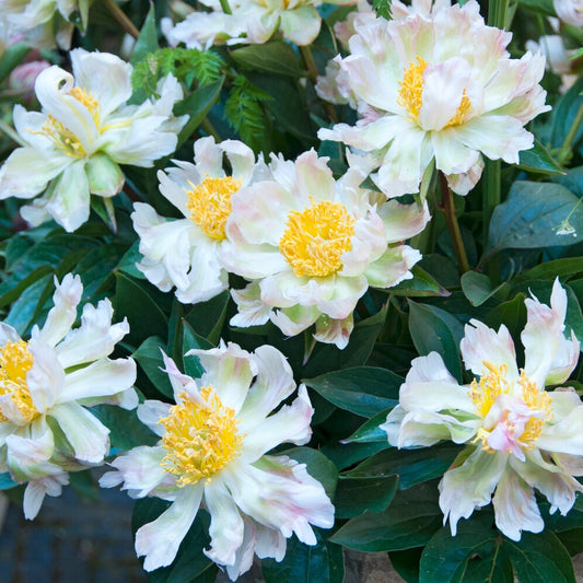 Pioenroos Green Lotus - Bakker