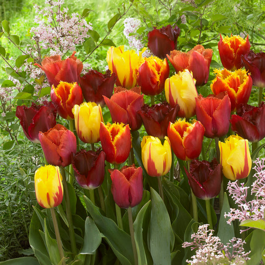 Gefranjerde tulpen gemengd (x20)
