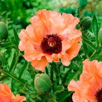 Klaproos 'Effendi' (x3) - Papaver orientale Effendi - Bakker