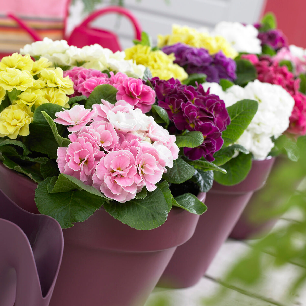 Dubbele Primula's in DoublePrincess mix (x3) - Primula double princess - Bakker