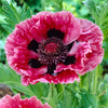 Klaproos 'Manhattan' - Papaver orientale manhattan - Vaste planten