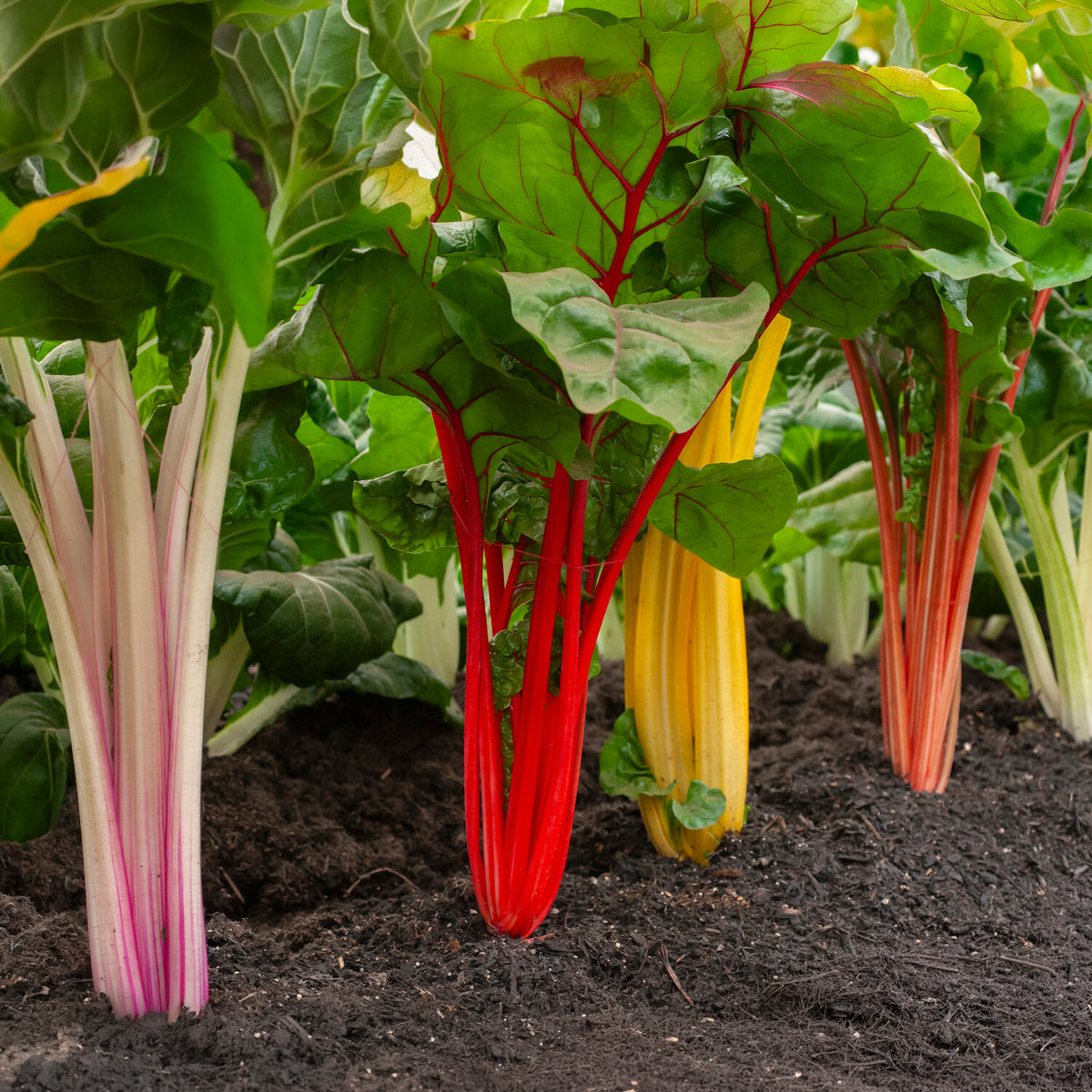 Snijbiet Mix 'Rainbow - Beta vulgaris - Bakker