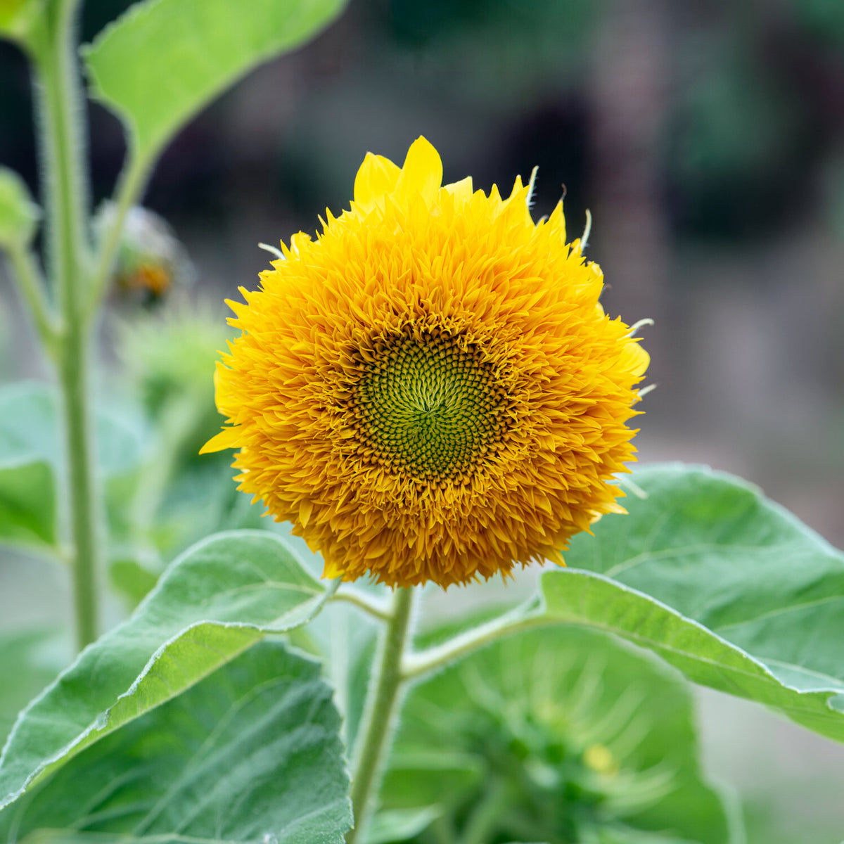 Eenjarige bloemzaden - Zonnebloem 'Teddy Bear' - Helianthus annuus teddy bear