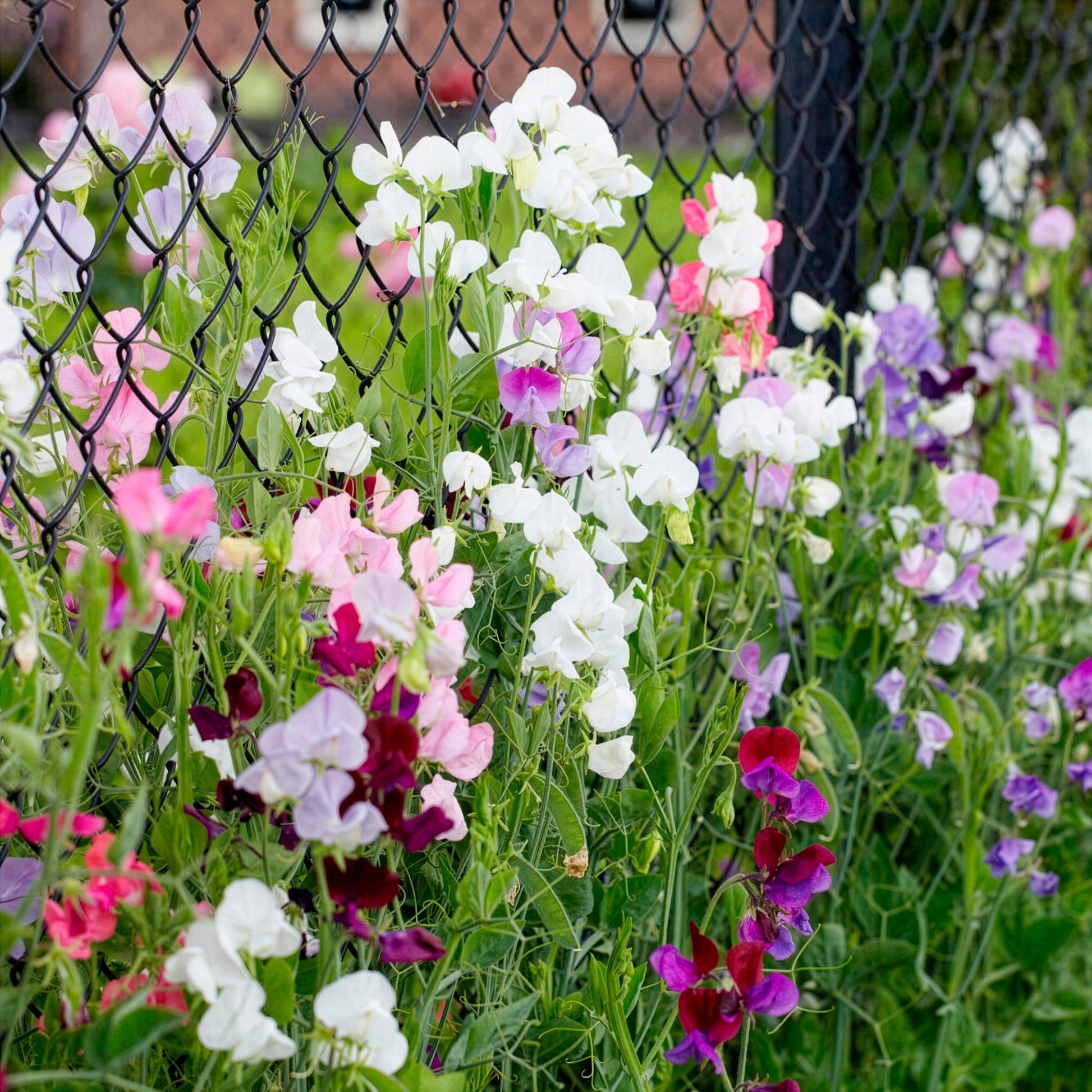 Pronkerwt Mix- BIO - Lathyrus odoratus - Bakker