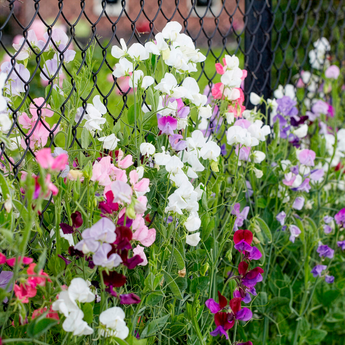 Pronkerwt Mix- BIO - Lathyrus odoratus - Bakker