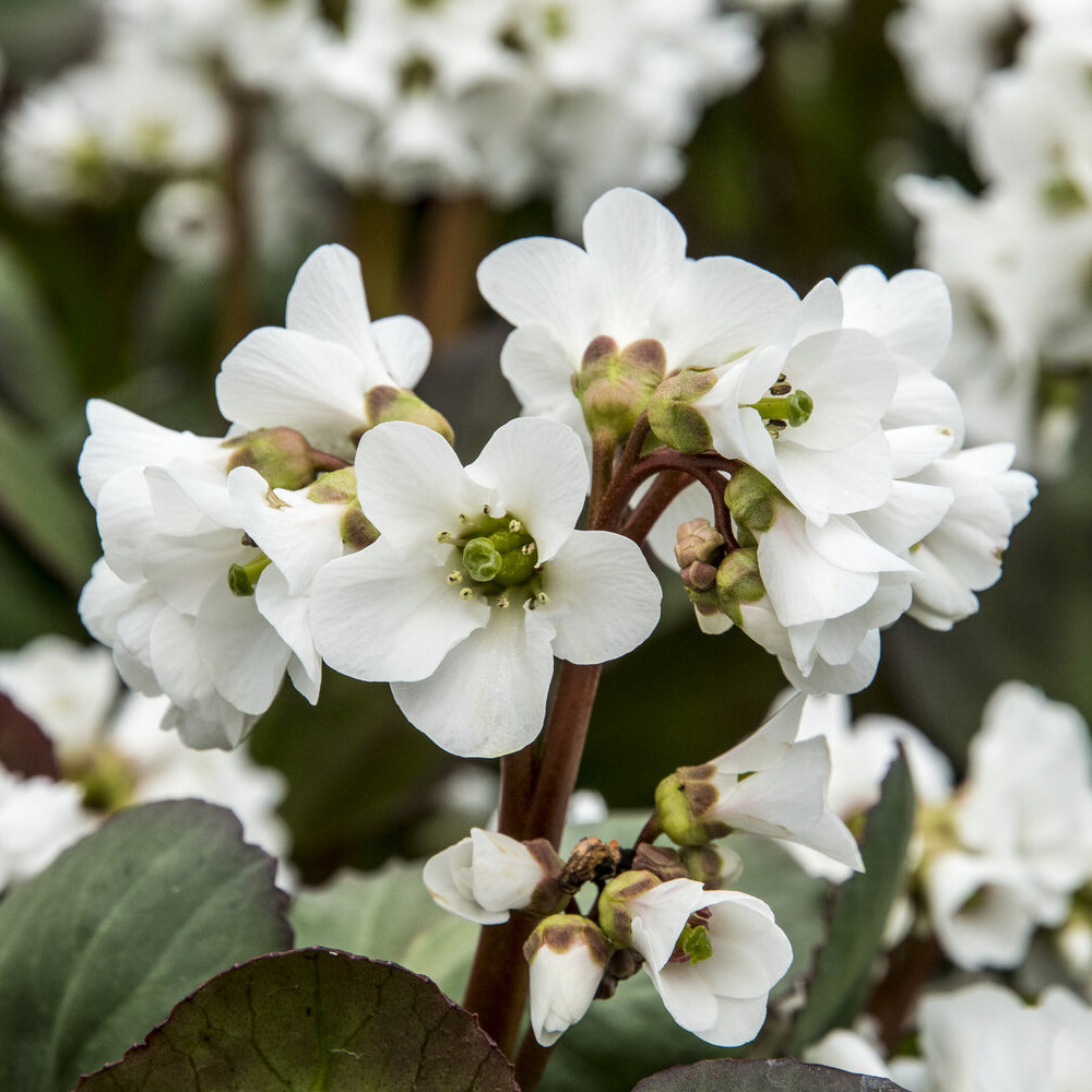 Schoenlappersplant Bressingham White - Bakker