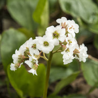Schoenlappersplant Bressingham White - Bergenia Bressingham White - Bakker