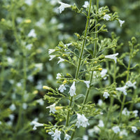 Bergsteentijm White Cloud - Calamintha nepeta White Cloud - Bakker