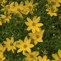 Coreopsis verticillata Zagreb - Meisjesogen Zagreb - Bloeiende vaste planten