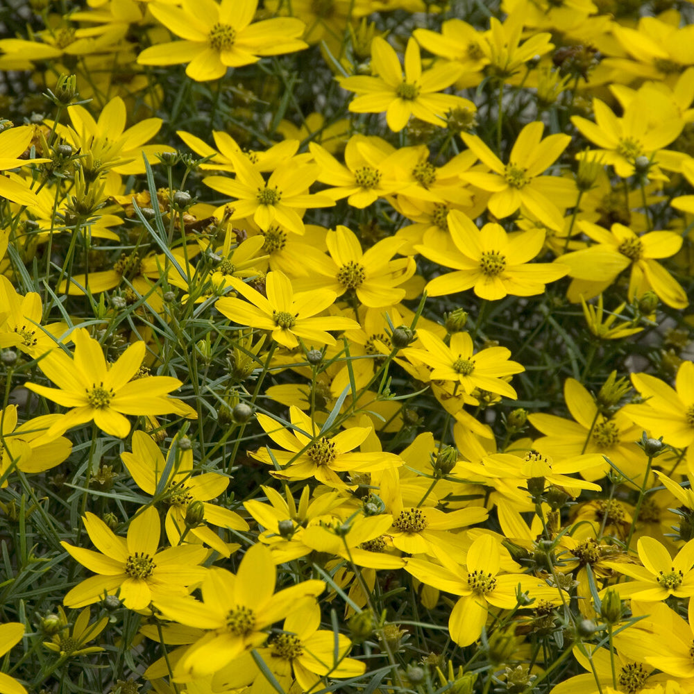 Meisjesogen Zagreb - Coreopsis verticillata Zagreb - Bakker