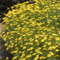 Meisjesogen Zagreb - Coreopsis verticillata Zagreb - Bakker