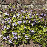 Cymbalaria muralis - Muurleeuwebek (x3) - Vaste planten