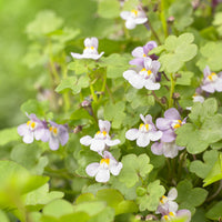 Muurleeuwebek (x3) - Cymbalaria muralis - Bakker