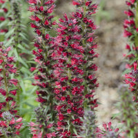 Slangenkruid 'Red Feathers' - Echium amoenum Red Feathers - Bakker