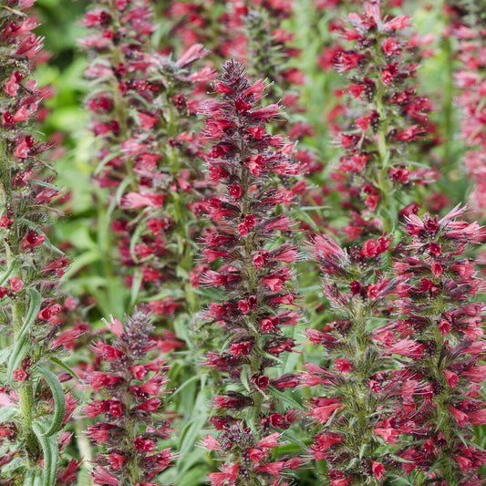 Slangenkruid 'Red Feathers'