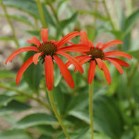 Zonnehoed Tomato Soup - Echinacea purpurea Tomato Soup - Bakker