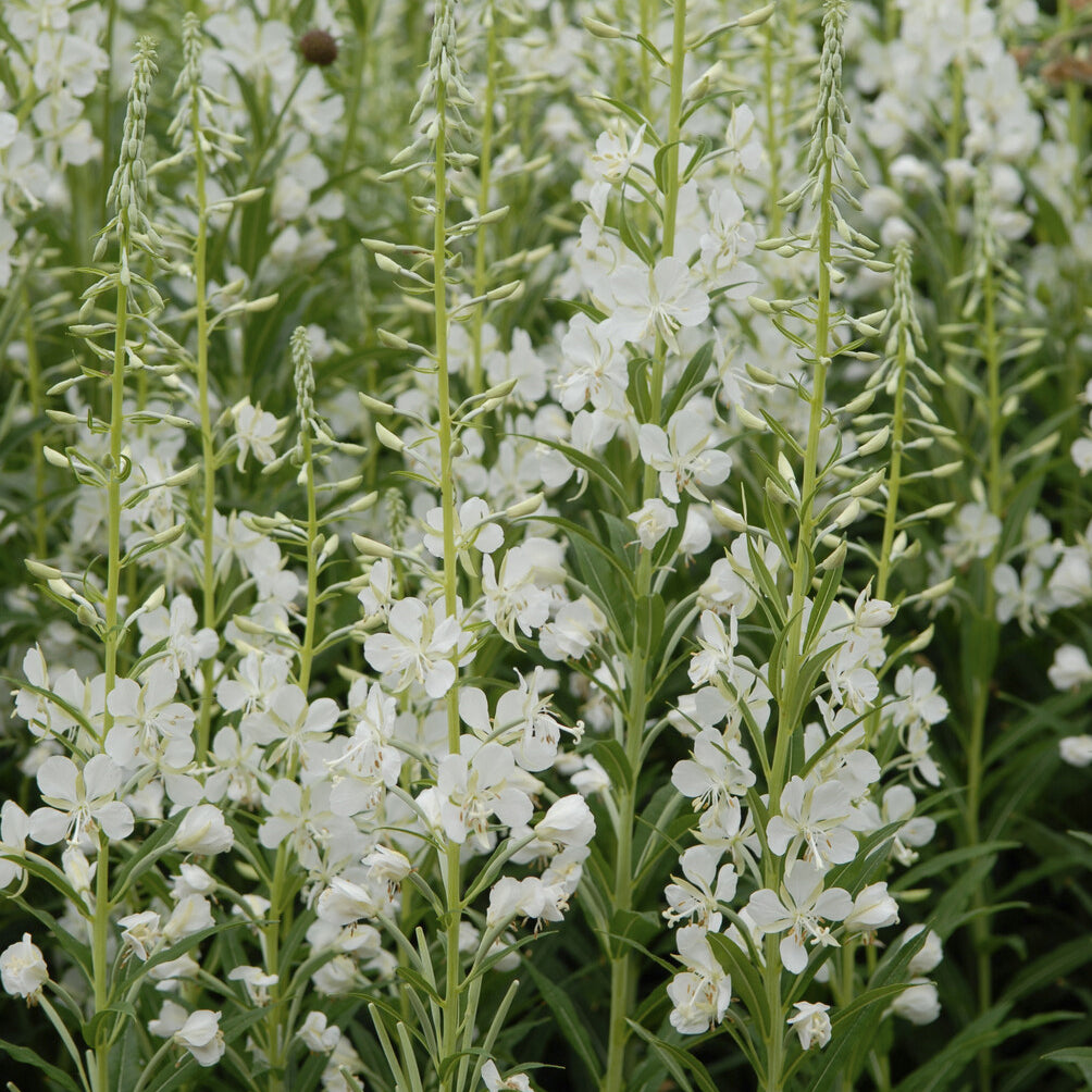 Vaste planten - Basterdwederik Saint-Antoine alba - Epilobium angustifolium Album