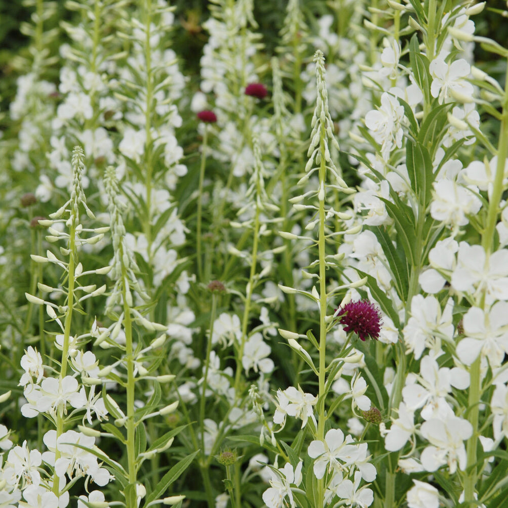 Basterdwederik Saint-Antoine alba - Epilobium angustifolium Album - Bakker