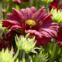 Kokardebloem (x3) - Gaillardia Burgunder - Bakker