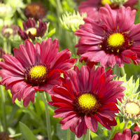 Kokardebloem (x3) - Bakker