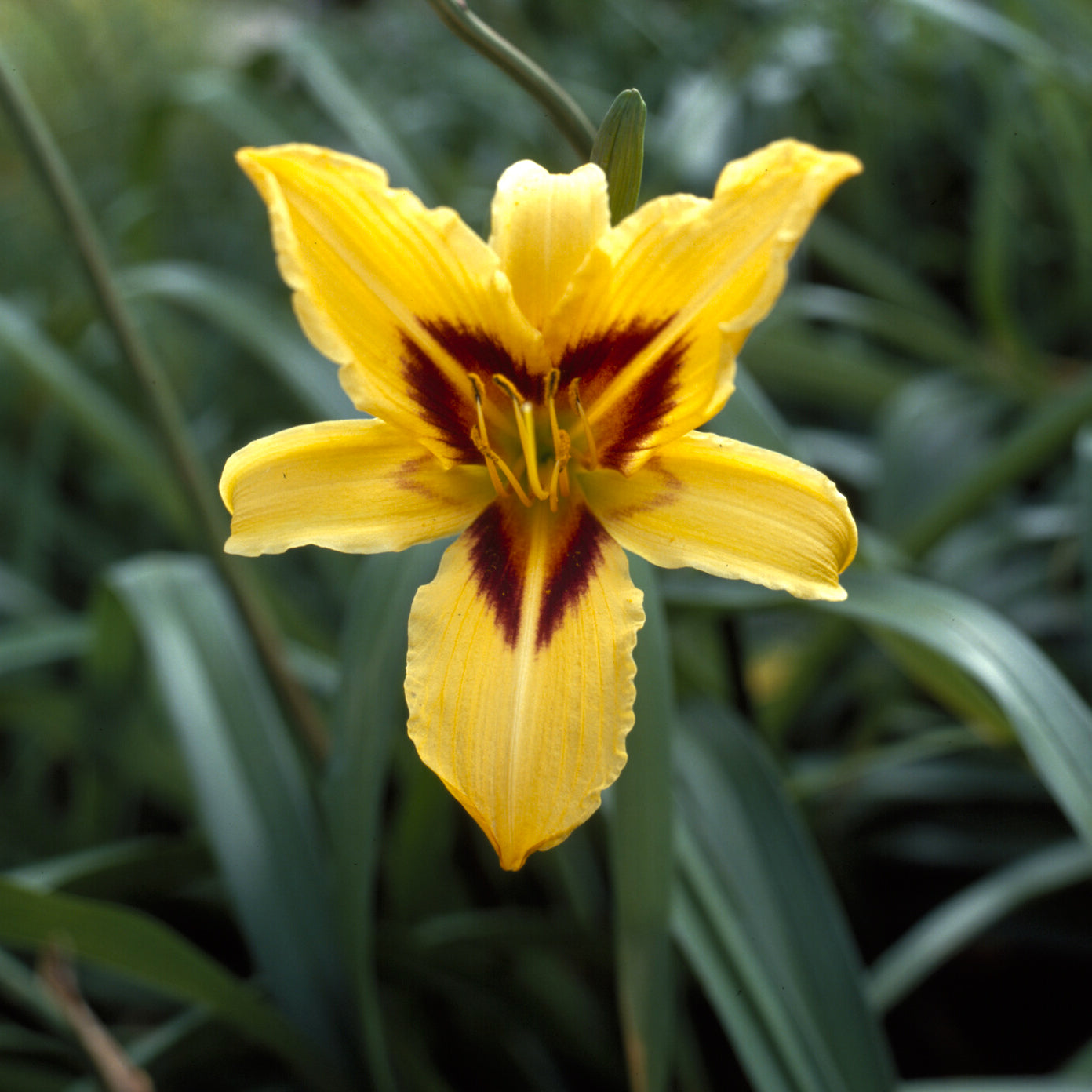Daglelie - Hemerocallis bonanza - Bakker