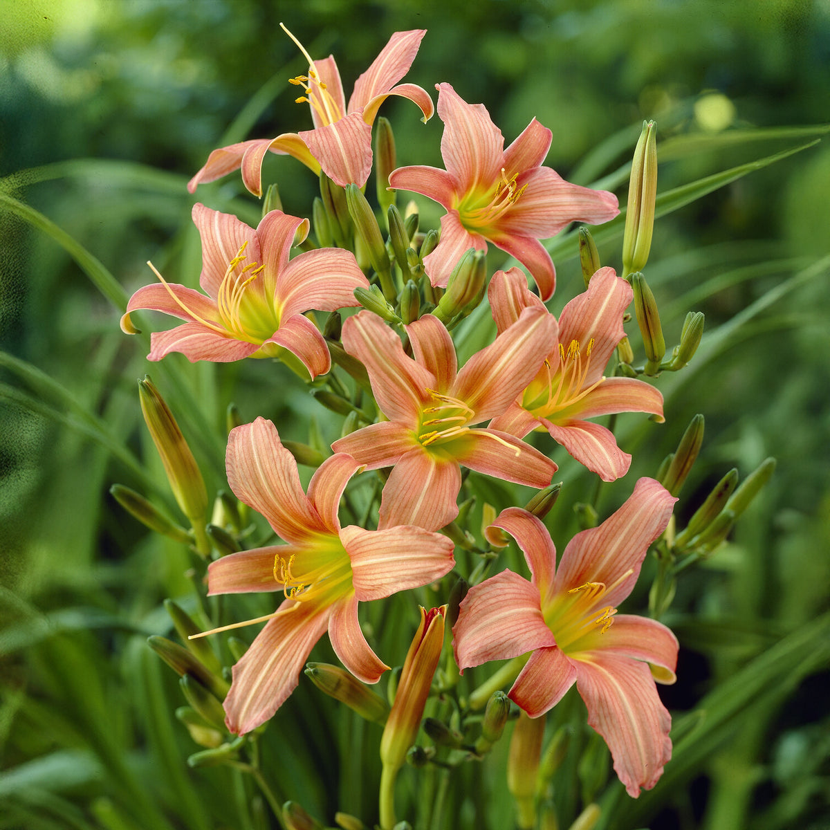 Daglelie Pink Charm Lys d'un jour - Bakker