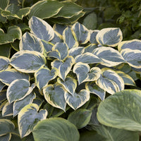 Hartlelie First Frost Funkia - Hosta first frost - Bakker