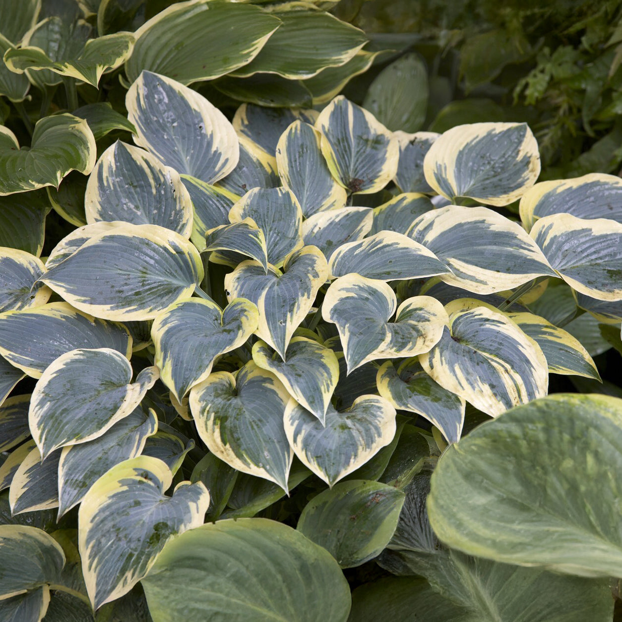 Hartlelie First Frost Funkia - Hosta first frost - Bakker