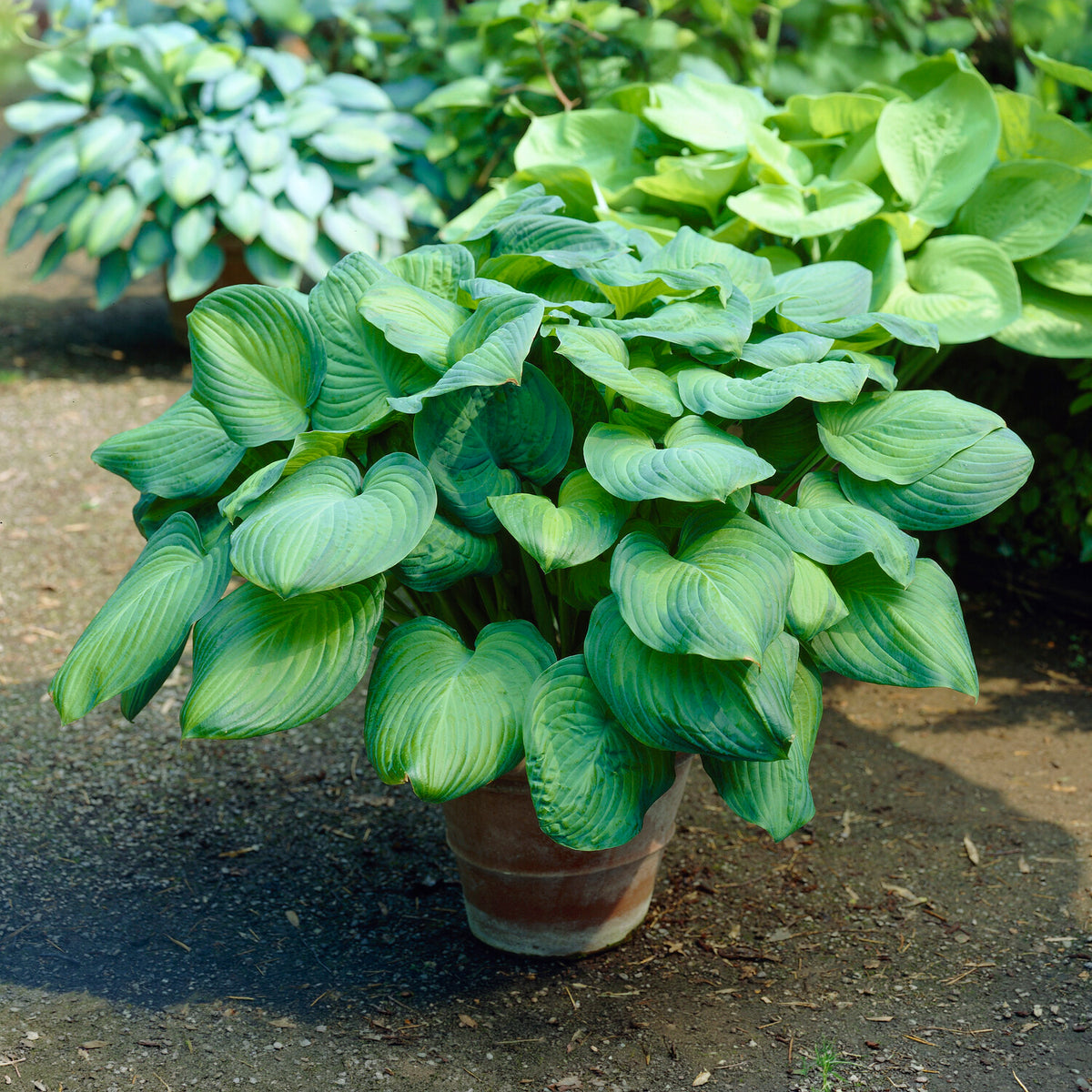 Hartlelie Guacamole - Hosta Guacamole - Bakker