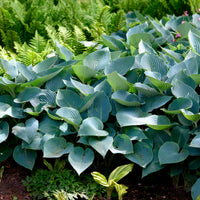 Hosta Halcyon - Hartlelie Halcyon - Hosta - Hartlelie
