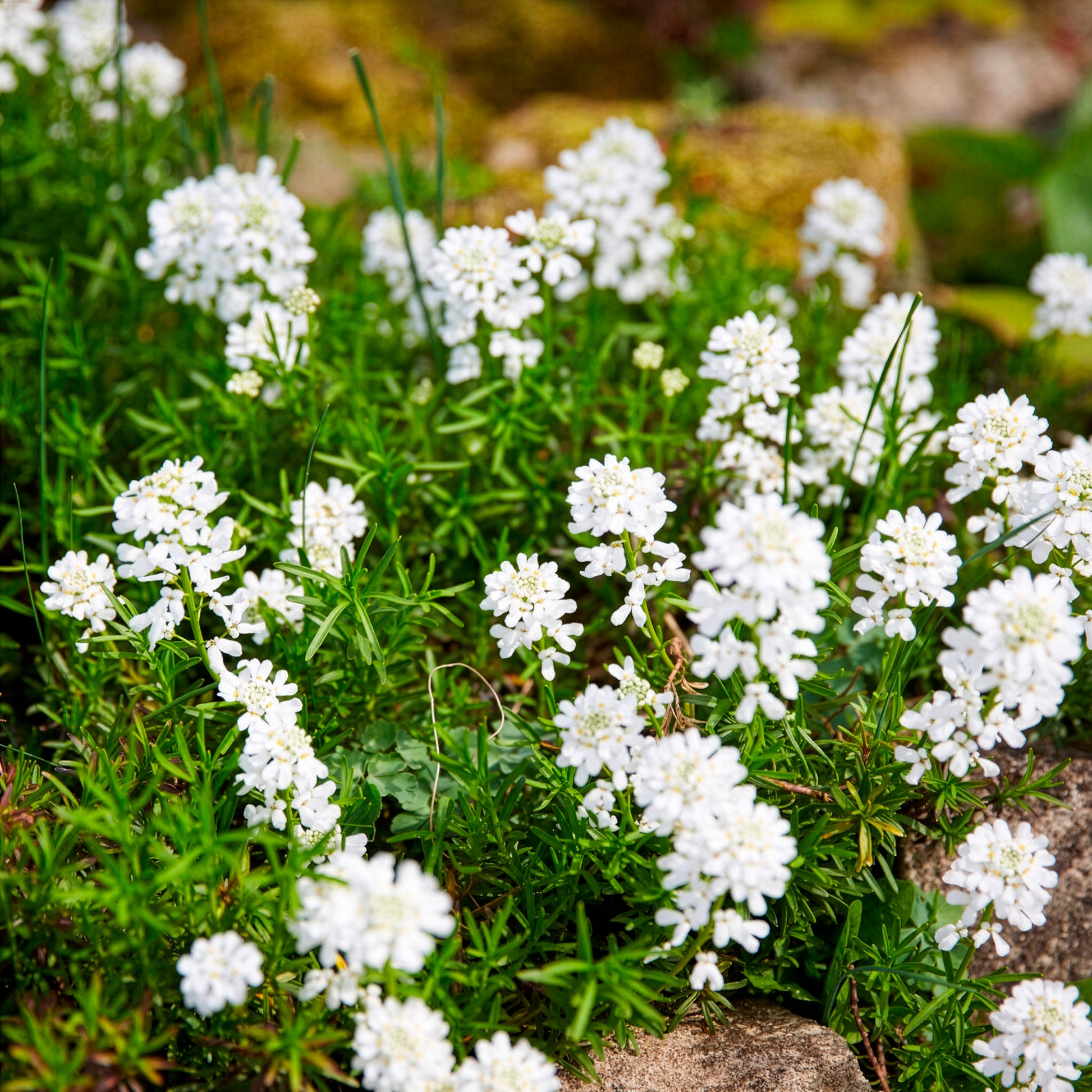 Scheefbloem - Scheefbloem Weisser Zwerg - Iberis sempervirens weisser zwerg