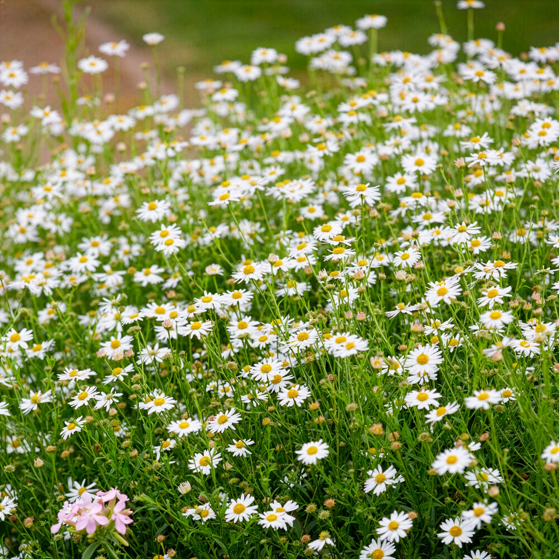 Zomeraster Blue Star - Kalimeris incisa Blue Star - Bakker