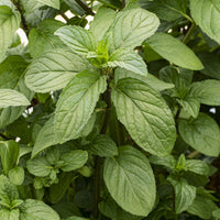Mentha x piperita Chocolate - Munt (x3) - Bloeiende vaste planten